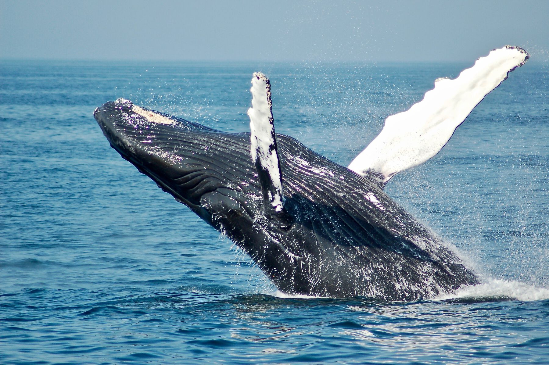 Boston Harbor whale watching